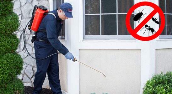 Evciler Uçan Haşere İlaçlama böcek ilaçlama ve haşere kontrolü — ilaclama-tr.com